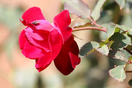 Leaf rose red rose photo