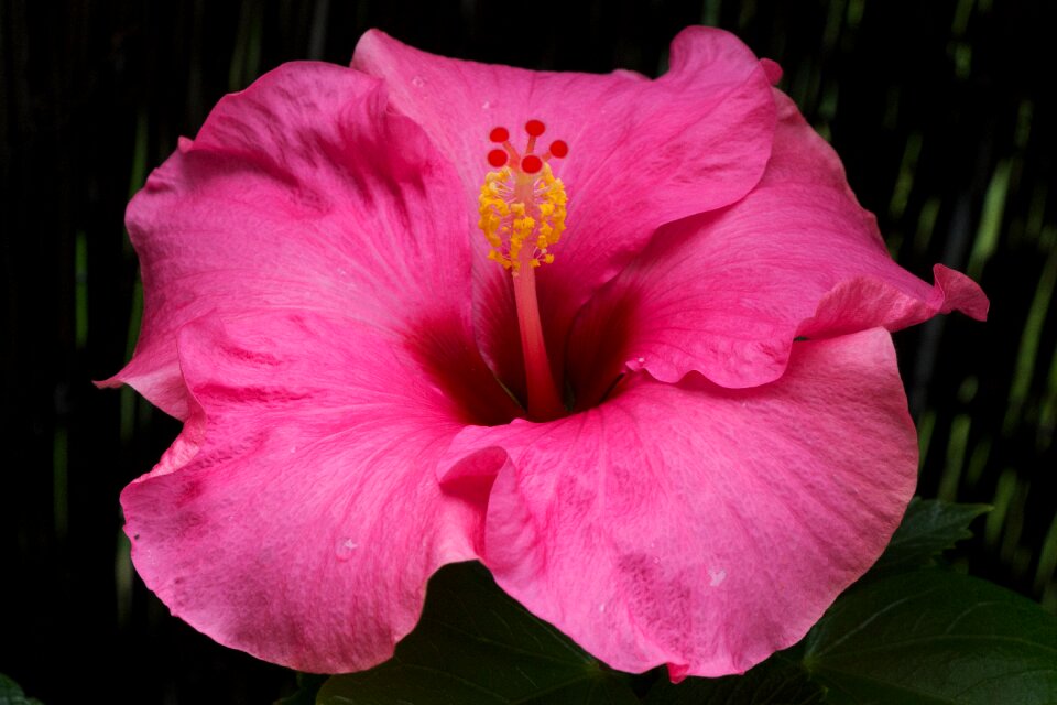 Bloom colorful beautiful