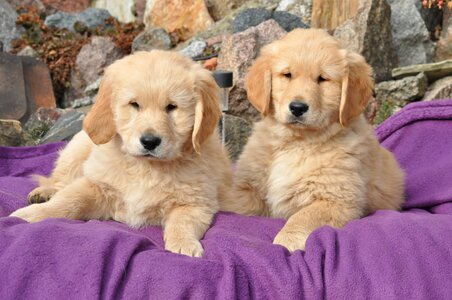 Charming mammals puppy mela