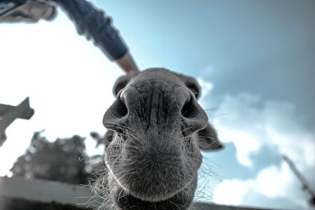 Snout whiskers nose