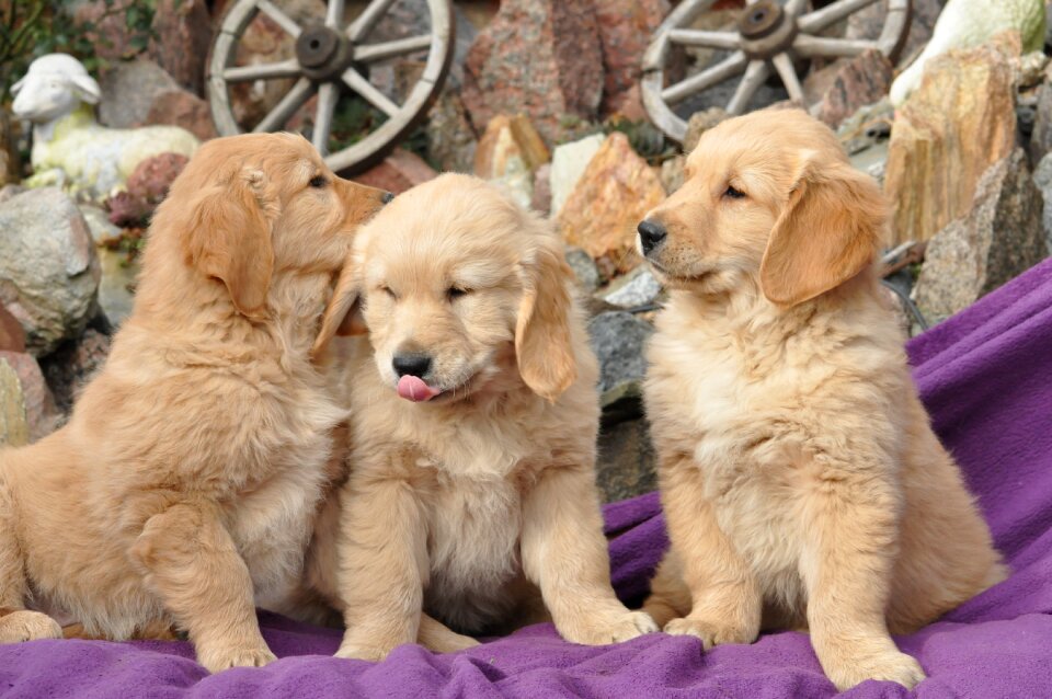Young broke golden puppy