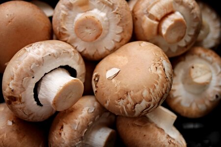 Mushroom heads smell spicy photo