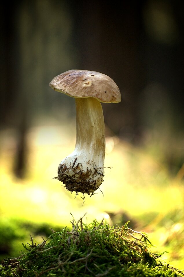Mushroom picking forest forest mushroom photo