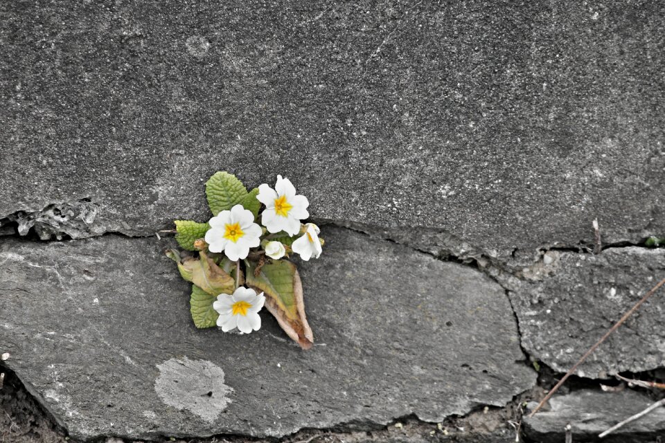 Wall flower stone wall flowers