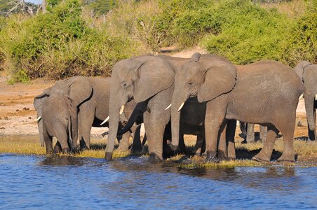 Safari barbaric water photo