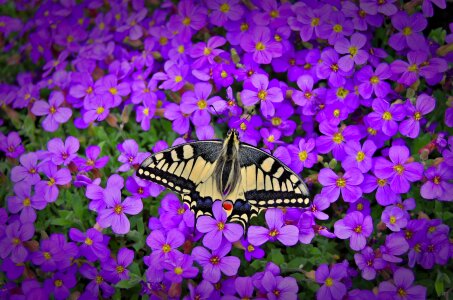 Nature flower dovetail photo