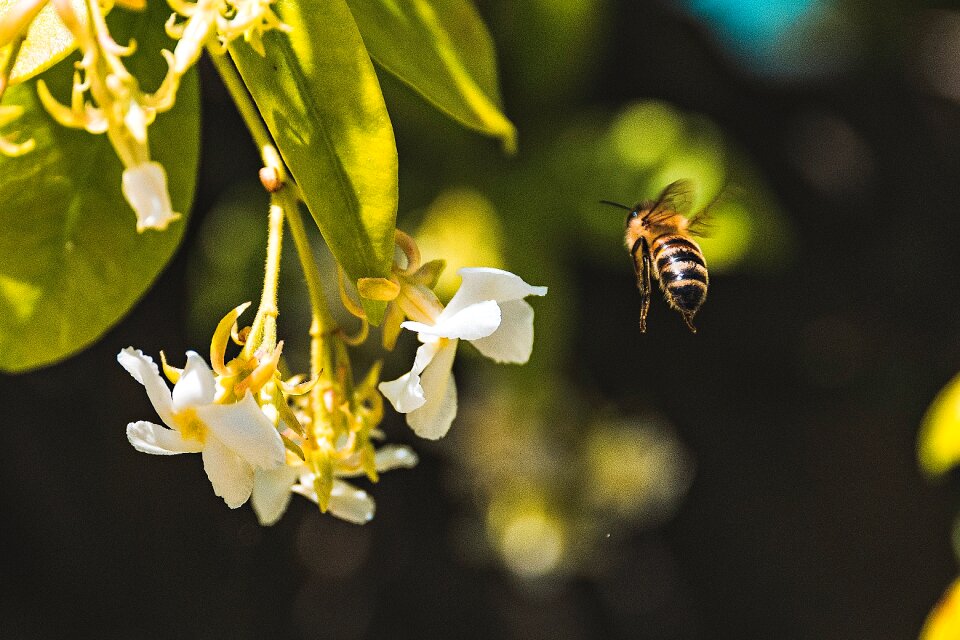 Animal flower plant