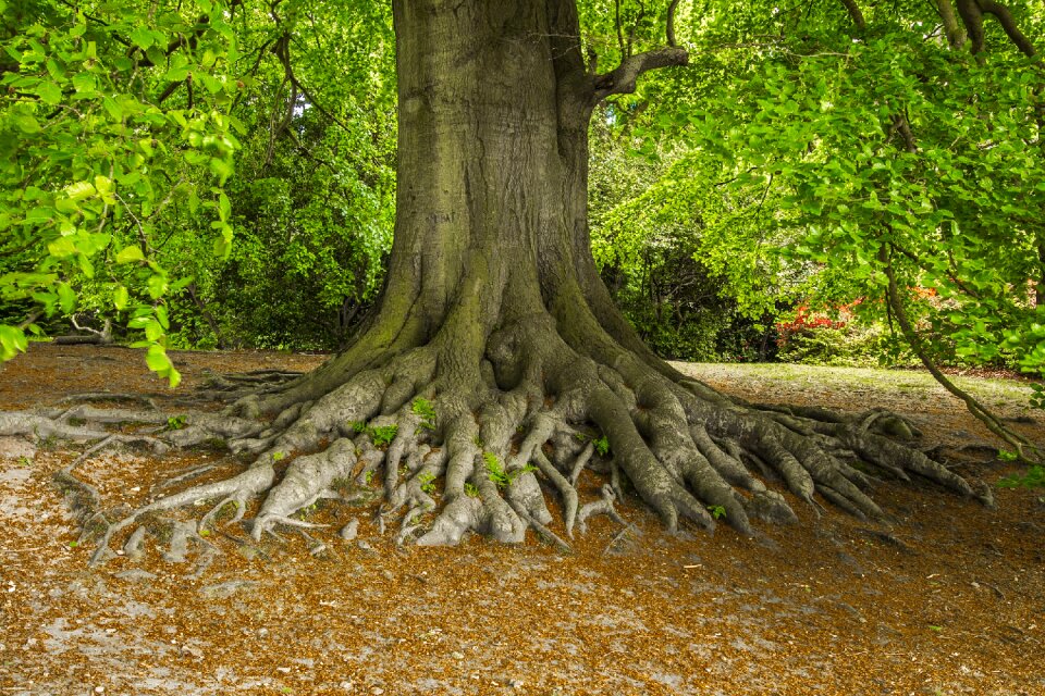 Nature old park