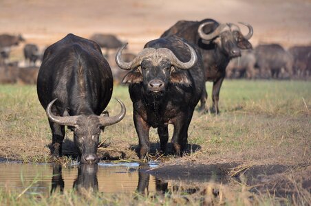 Safari cattle bull photo