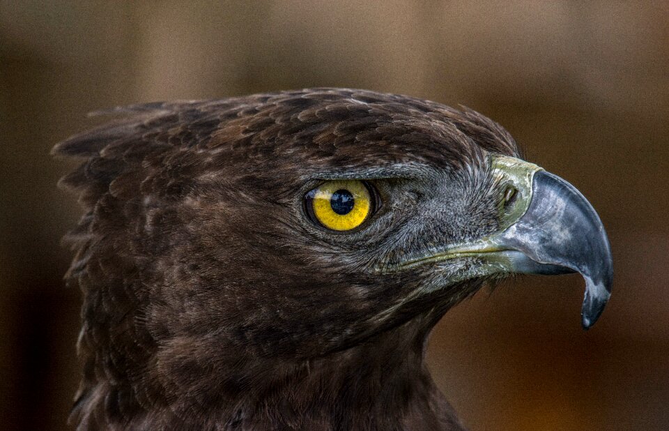 Animal world bird prey