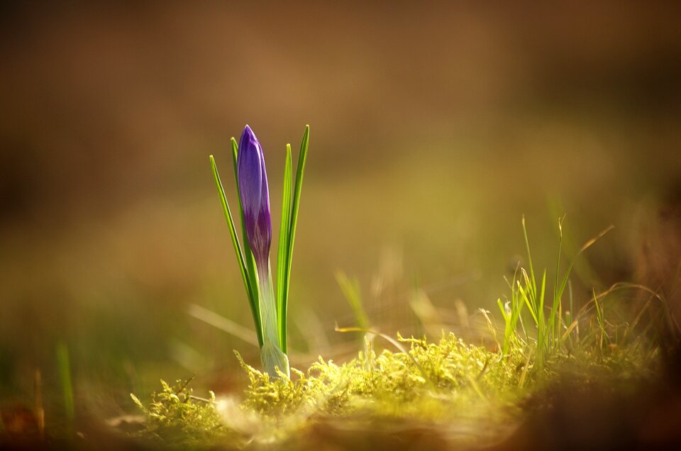 Spring flower purple nature