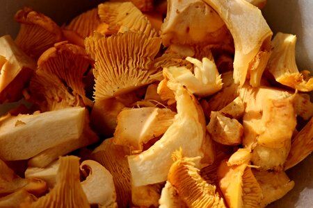 Mushroom dish clean cut in half