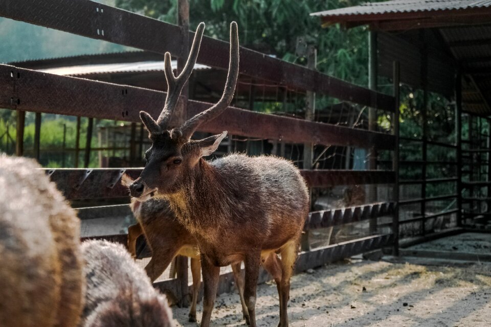 Pen zoo fences