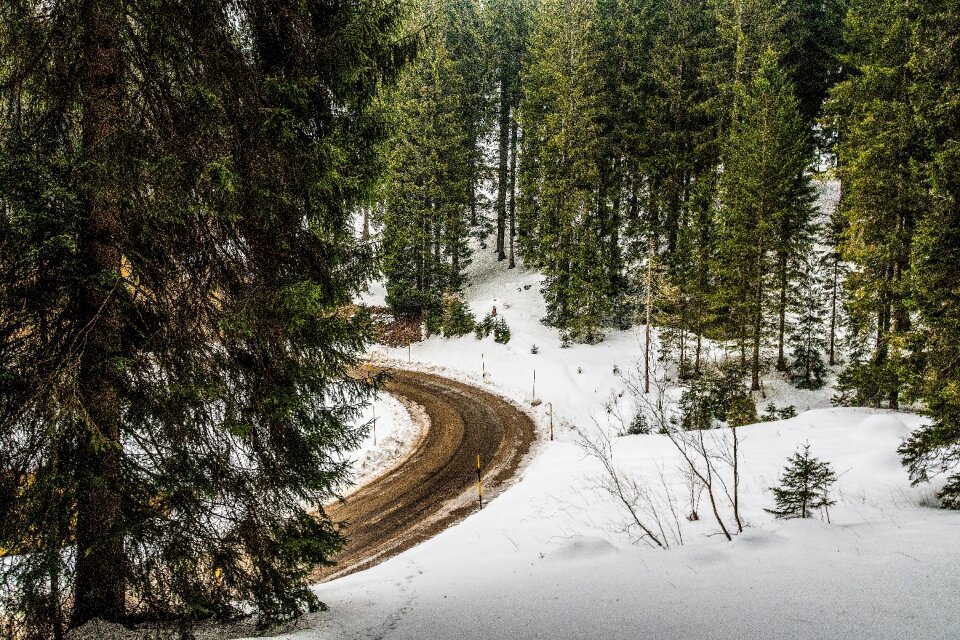 Nature forest snow