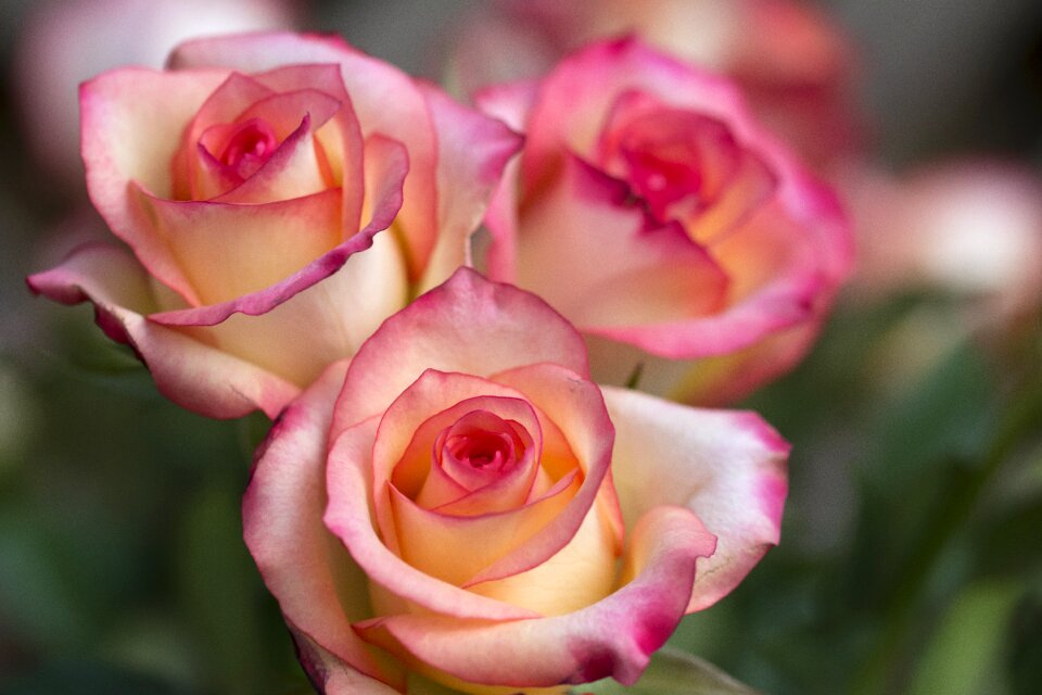 Close up flowers bouquet