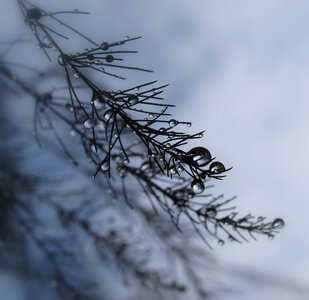 Branch frost closeup photo