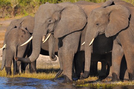 Trunk wildlife african elephant photo