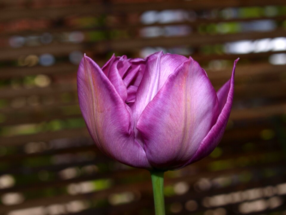 Beautiful garden floral