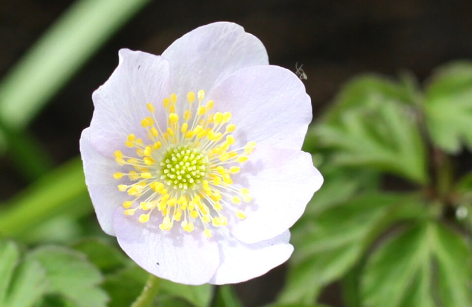 Flower bloom blossom