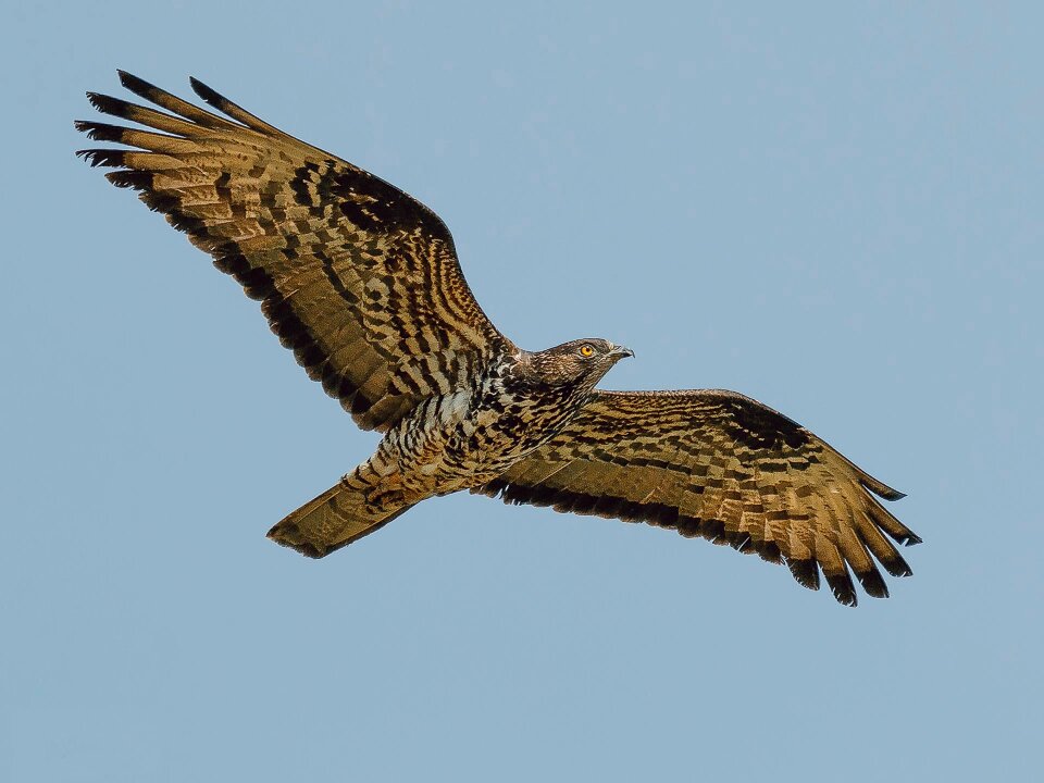 Bird raptor bird of prey