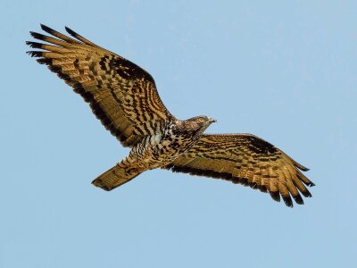 Bird raptor bird of prey photo