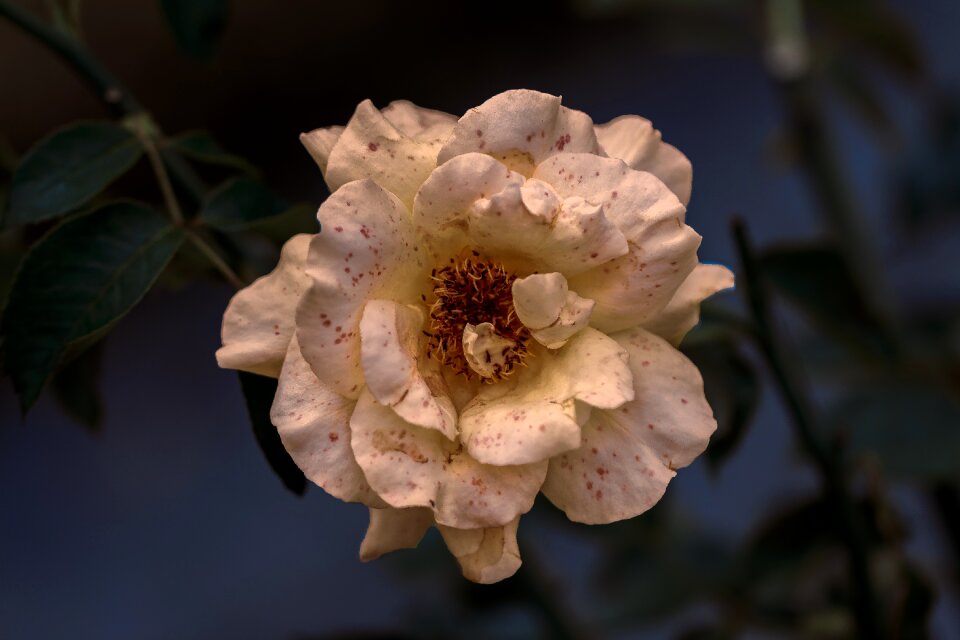 Flower nature white flower