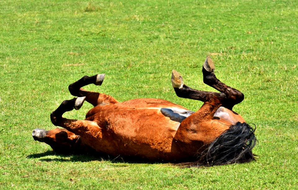 Meadow animal left out