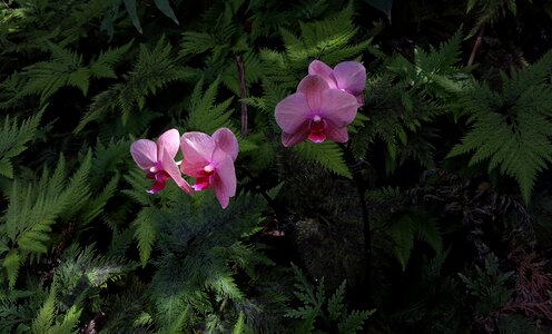 Green shadows flowers