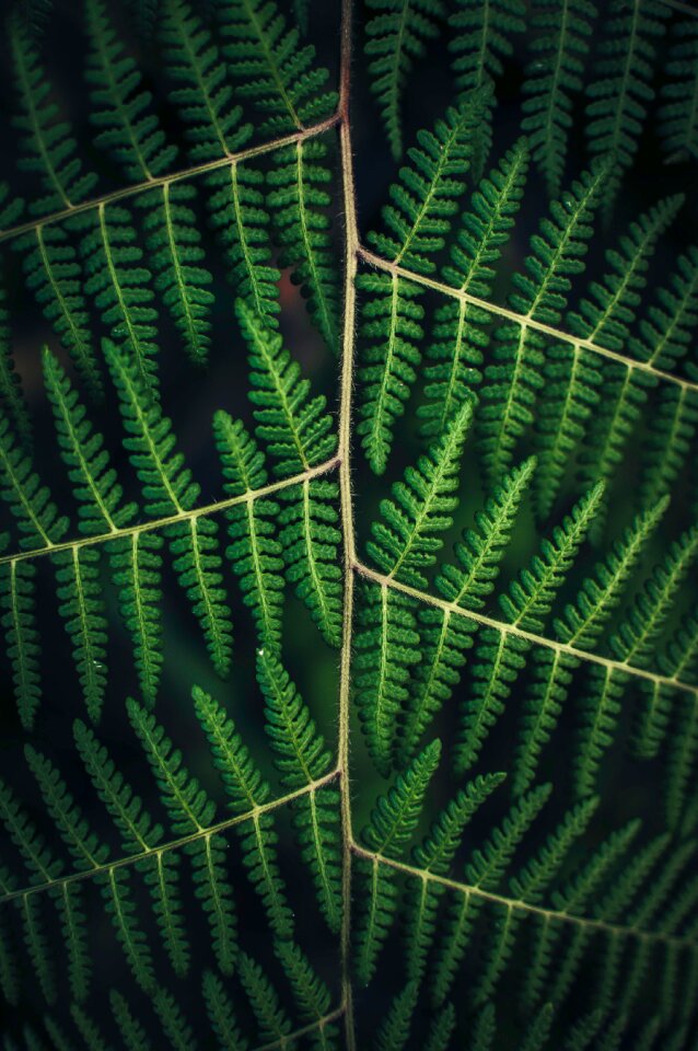 Green veins dark