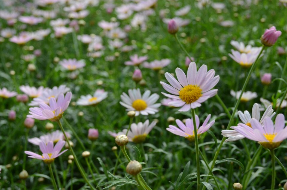 Flora petal daisies