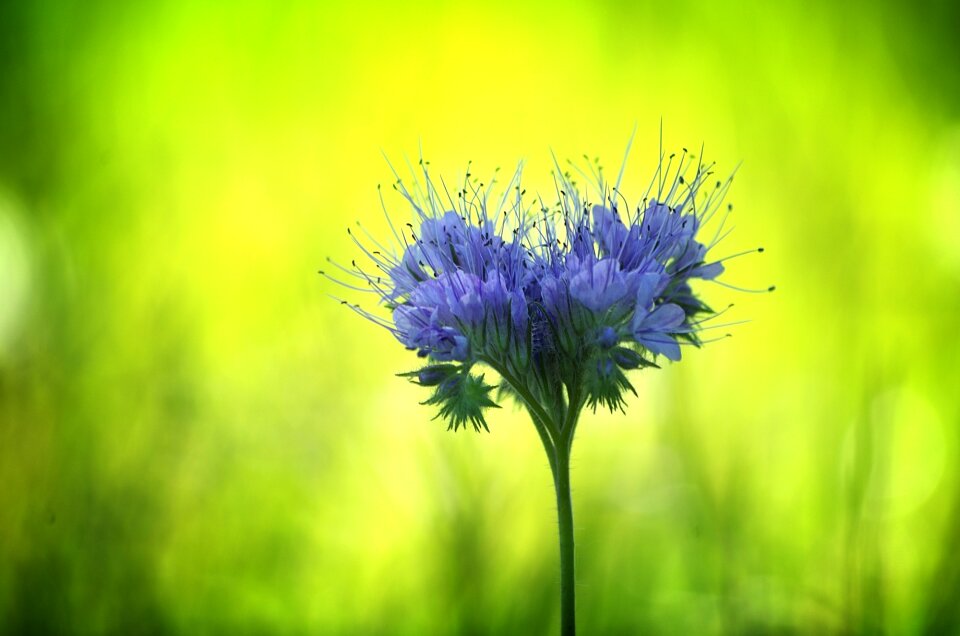 Flowers pointed flower hummel