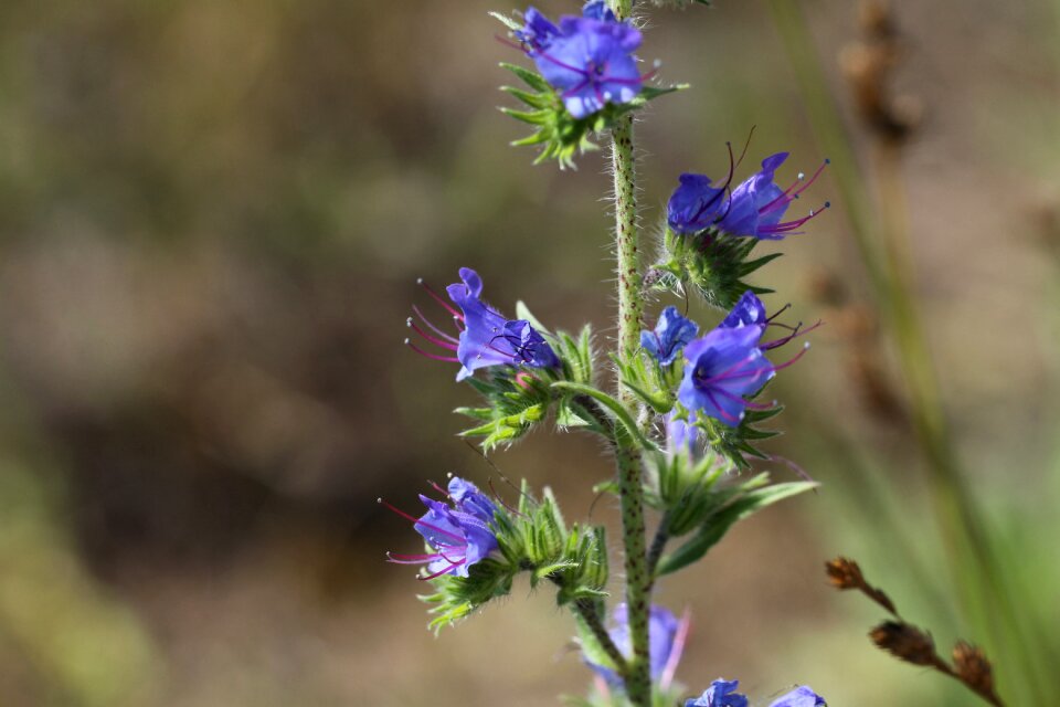 Blue thistle snake flower viper's-grass