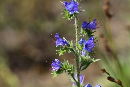 Blue thistle snake flower viper's-grass
