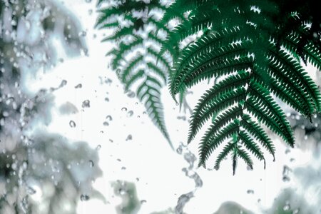 Window glass rain photo