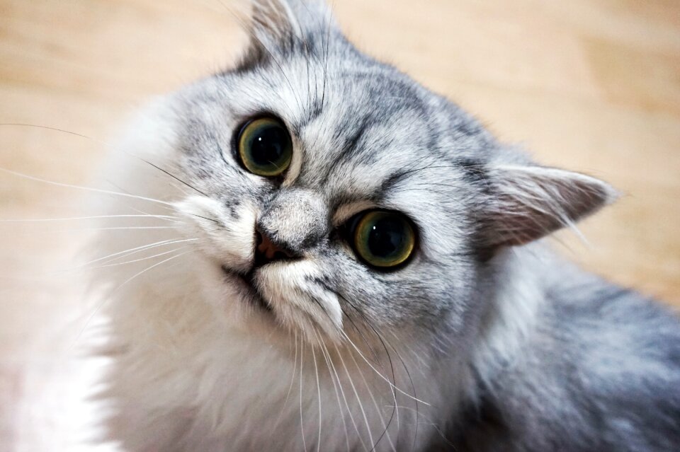White cat meow kitten