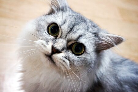 White cat meow kitten