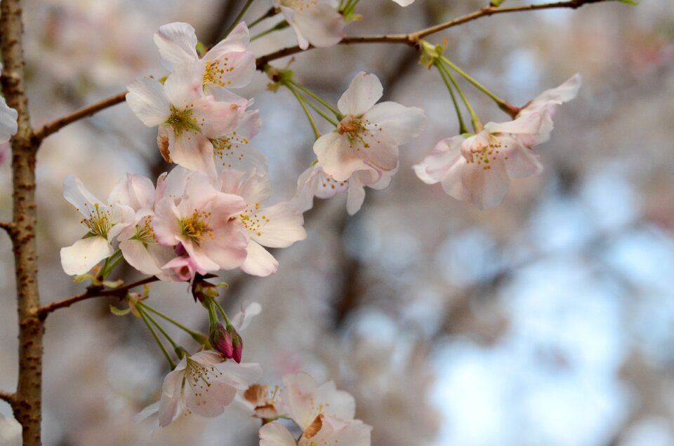 Tree nature blooming