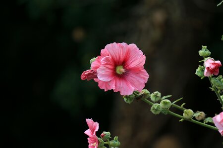 Garden summer flowers nature