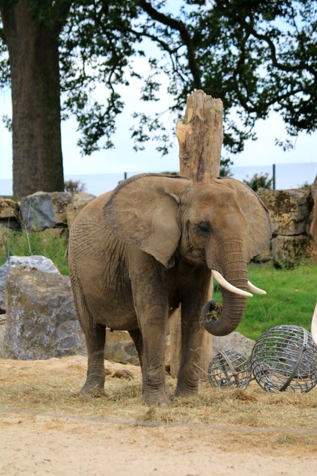 Africa ivory ear