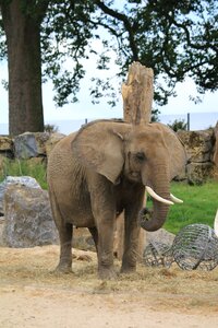 Africa ivory ear photo