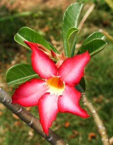 Flora tropical blooming