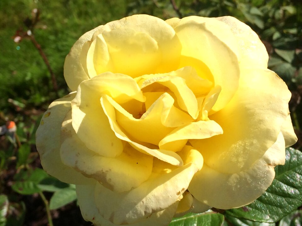 Rose petal closeup