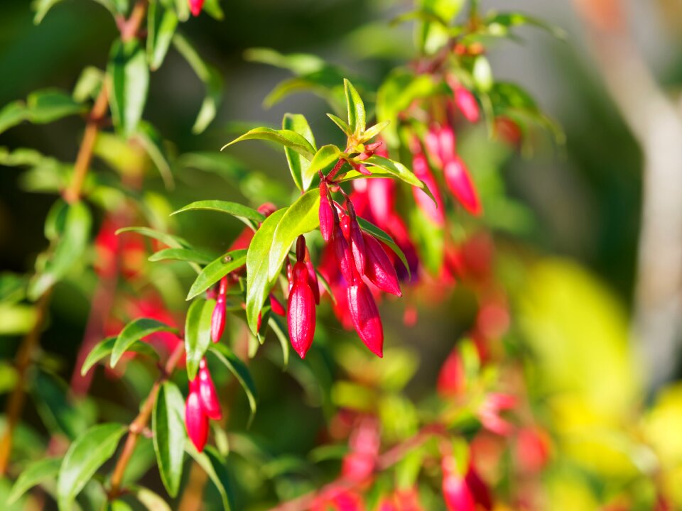 Plants pink fuchsia massif