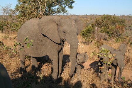 Elephant family wildlife africa photo