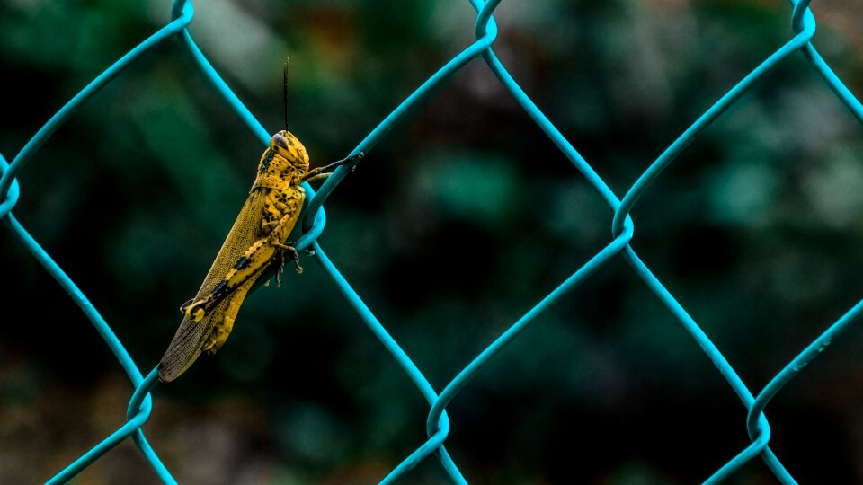 Fence wire mesh