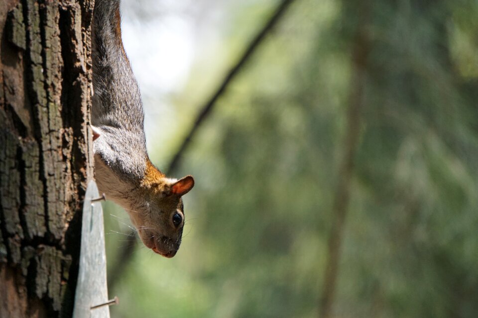 Animal wood cute
