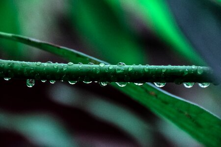 Veins water droplets photo