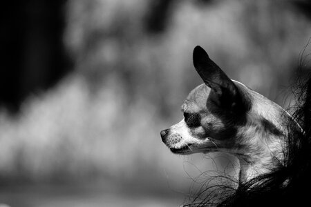 Black and white portrait animal portrait