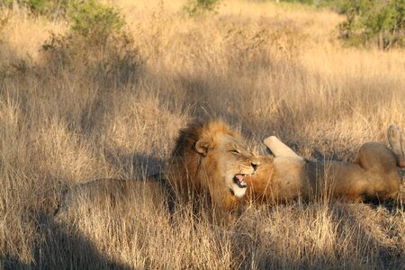 Africa carnivore wildlife photo