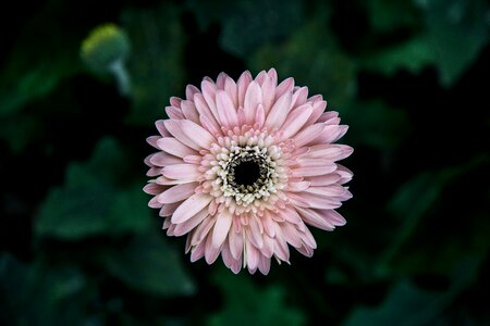 Petals leaves stems